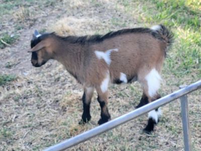 2 Male Nigerian dwarf goats