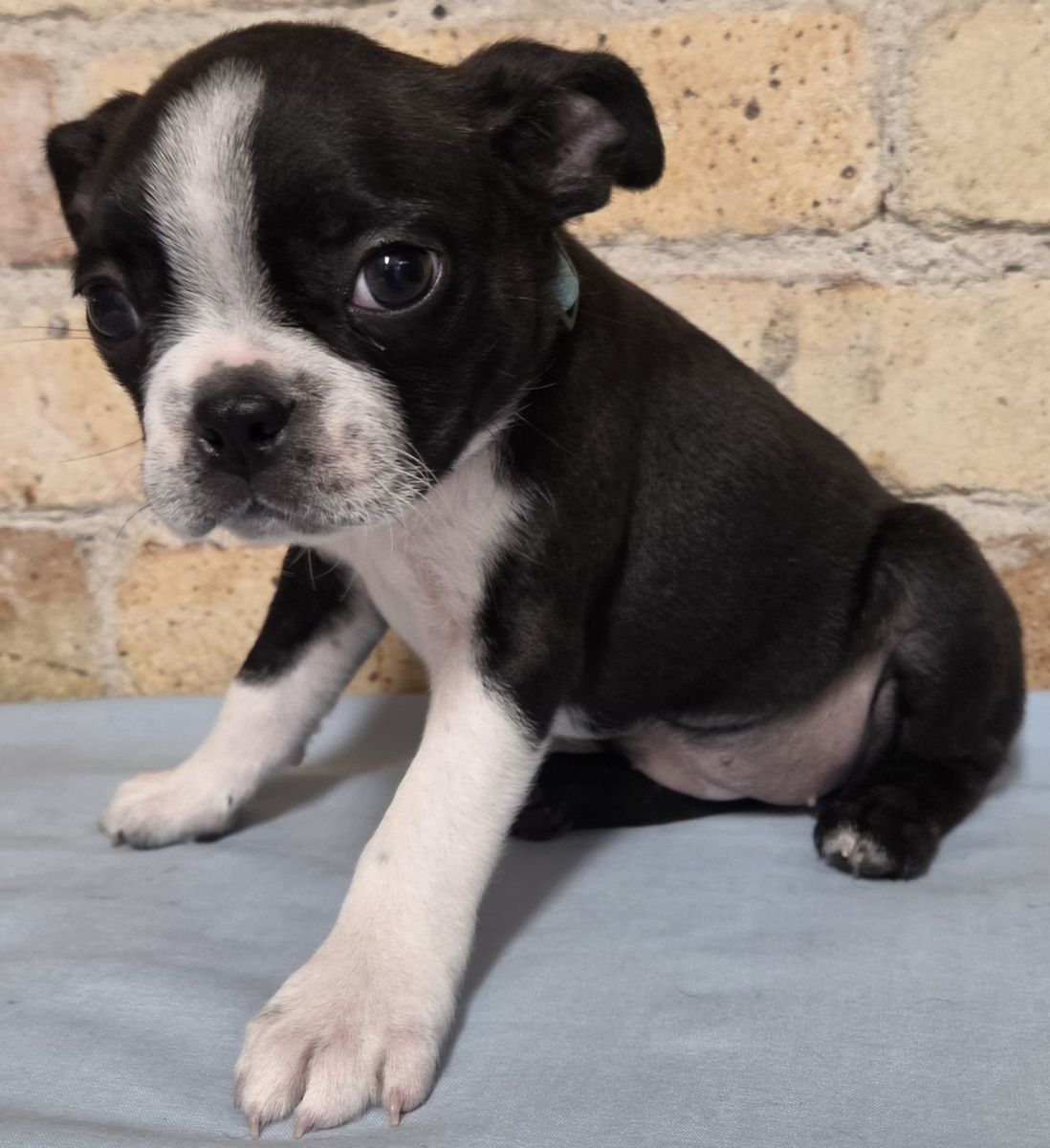 AKC Boston Terrier Puppies Ready Now