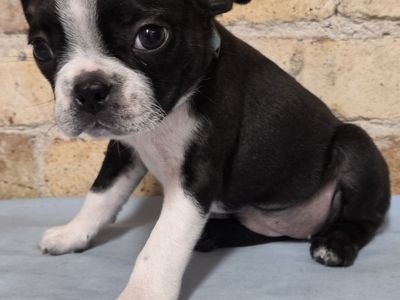 AKC Boston Terrier Puppies Ready Now