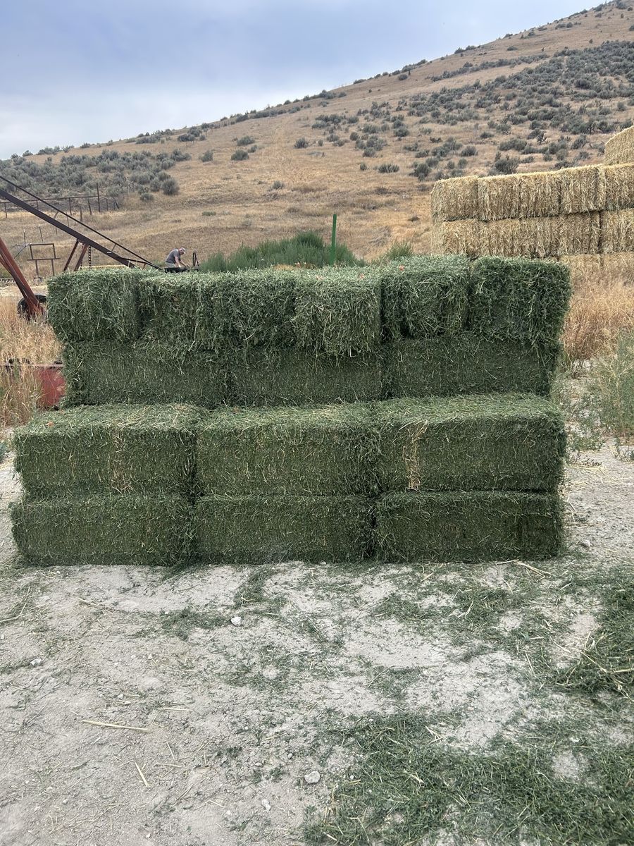 Premium alfalfa