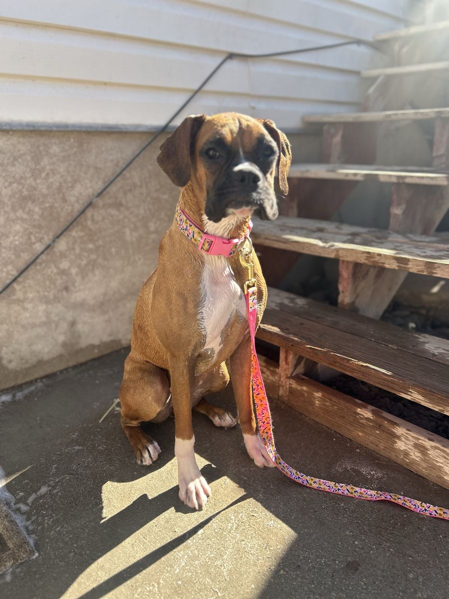 Boxer puppy