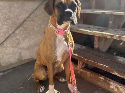 Boxer puppy
