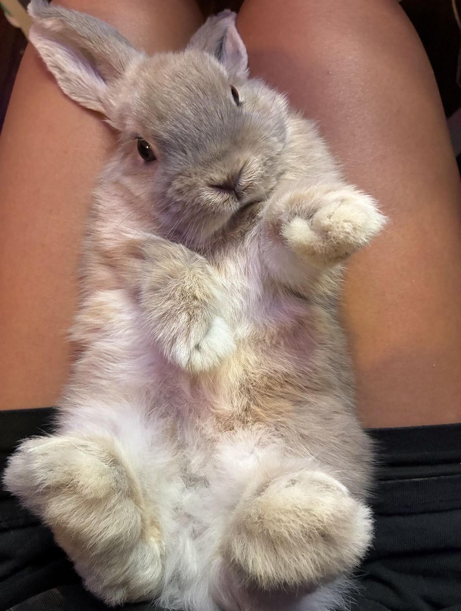 2 Buck Bunnies - Cream Holland Lop & Black Lion Head