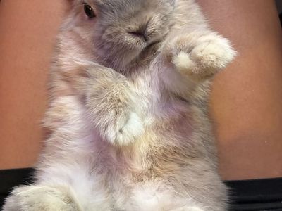 2 Buck Bunnies - Cream Holland Lop & Black Lion Head