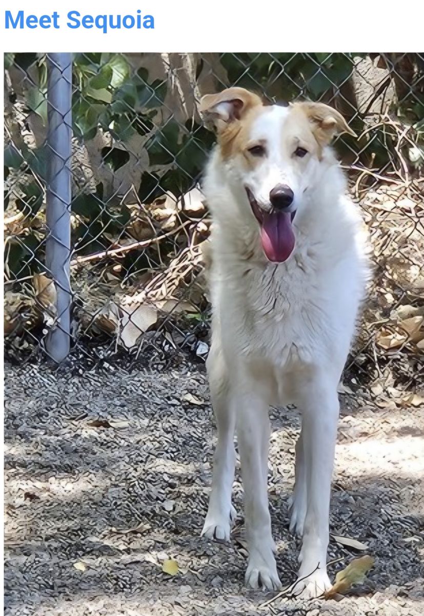 Sequoia great Pyrenees mixed with border collie
