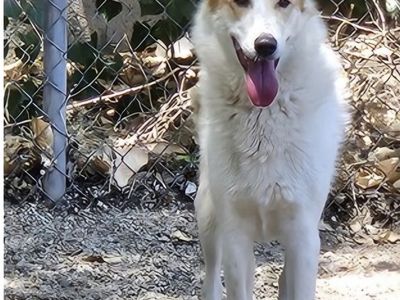 Sequoia great Pyrenees mixed with border collie