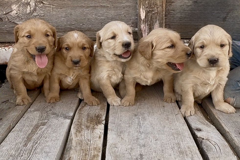 AKC Golden Retriever Puppies