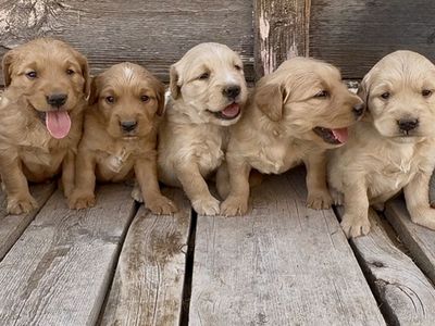 AKC Golden Retriever Puppies