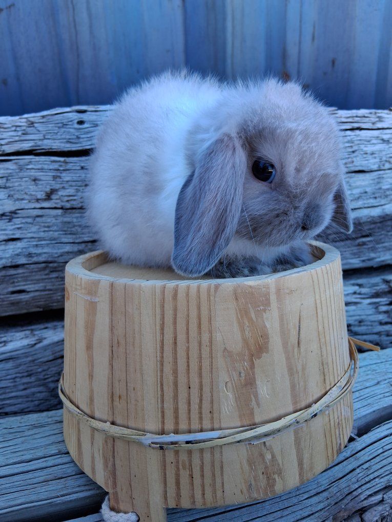 blue point holland lop baby