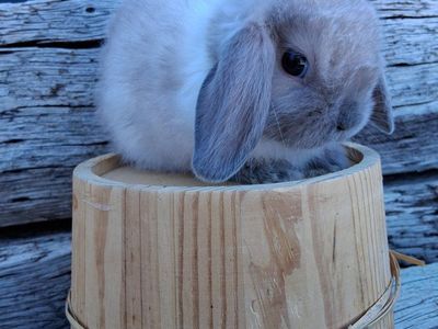 blue point holland lop baby