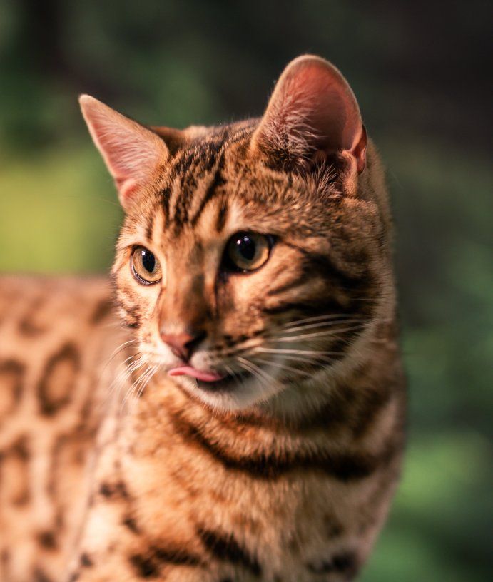 Sweet, cuddly TICA Male Bengal kitten available!