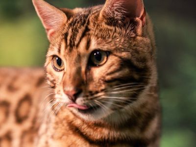 Sweet, cuddly TICA Male Bengal kitten available!