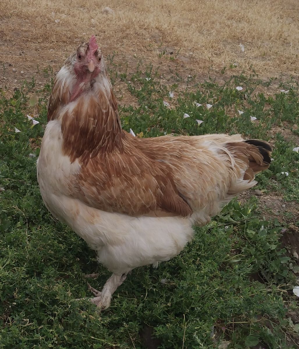 SALMON FAVEROLLE Hen Chicken 2 years old for Sale