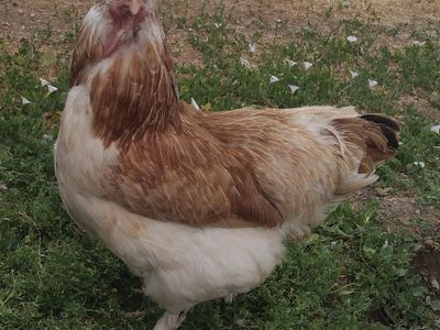 SALMON FAVEROLLE Hen Chicken 2 years old for Sale