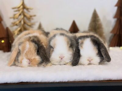Super Cute Purebred Holland Lop Bunnies