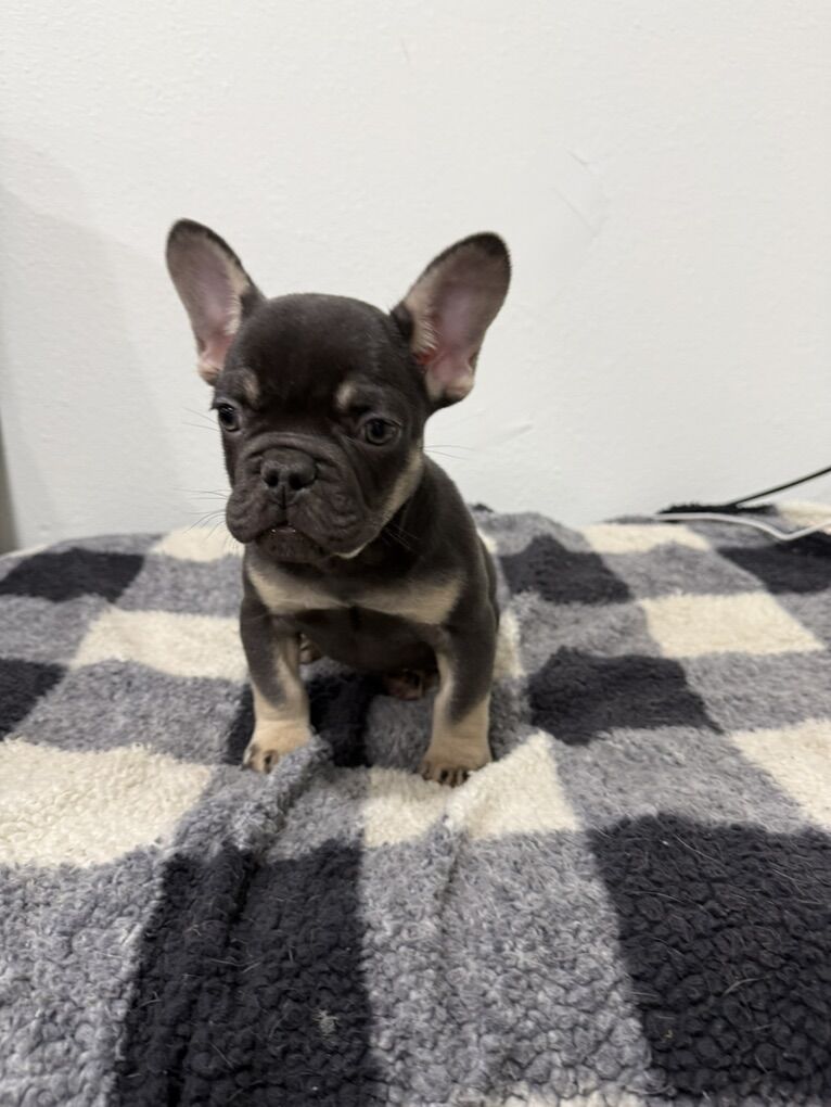 12 Weeks Old Male French Bulldog Puppy