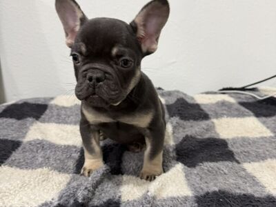 12 Weeks Old Male French Bulldog Puppy
