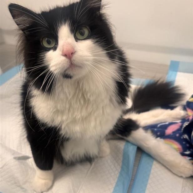 Hello my name is Noodle