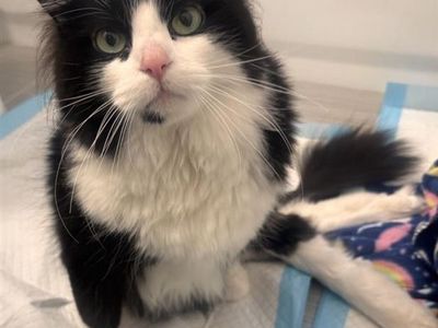 Hello my name is Noodle