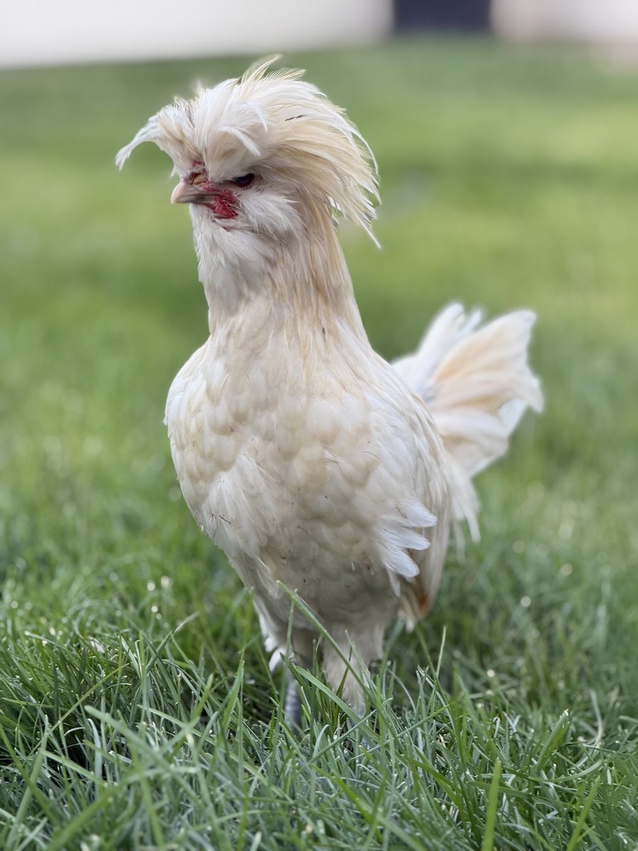Free Crested Polish Rooster