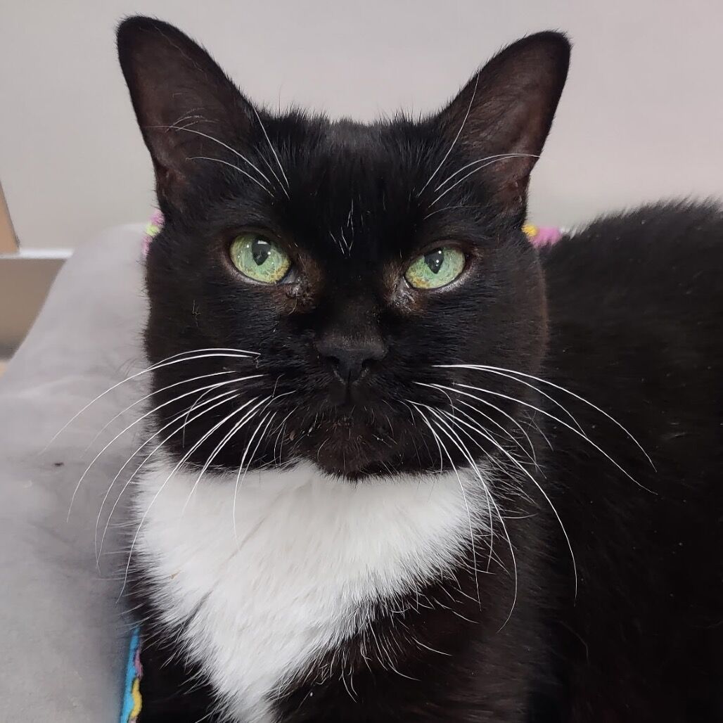 Hello my name is Caribou