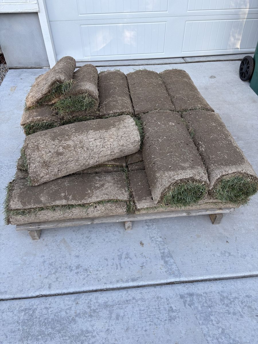 Drought resistant sod.