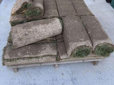 Drought resistant sod.