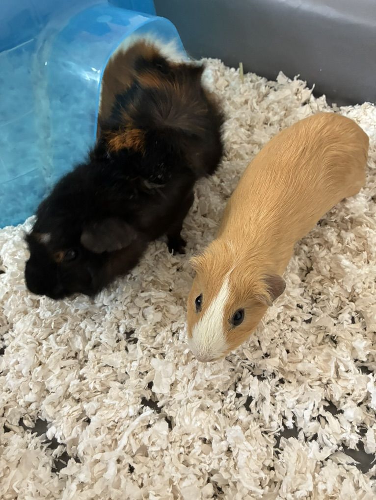 Complete Guinea Pig Setup - $250.00 OBO