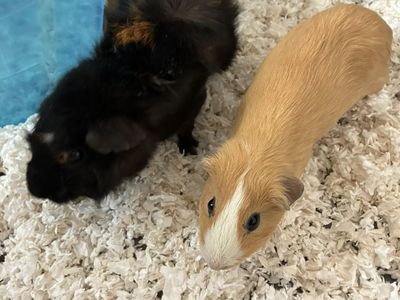 Complete Guinea Pig Setup - $250.00 OBO