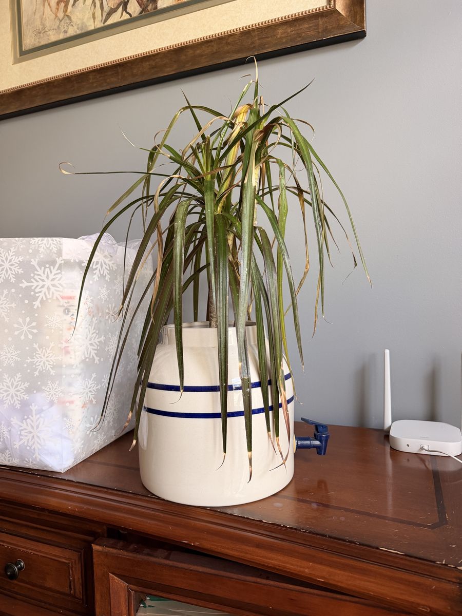 Plant in crock