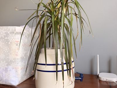 Plant in crock