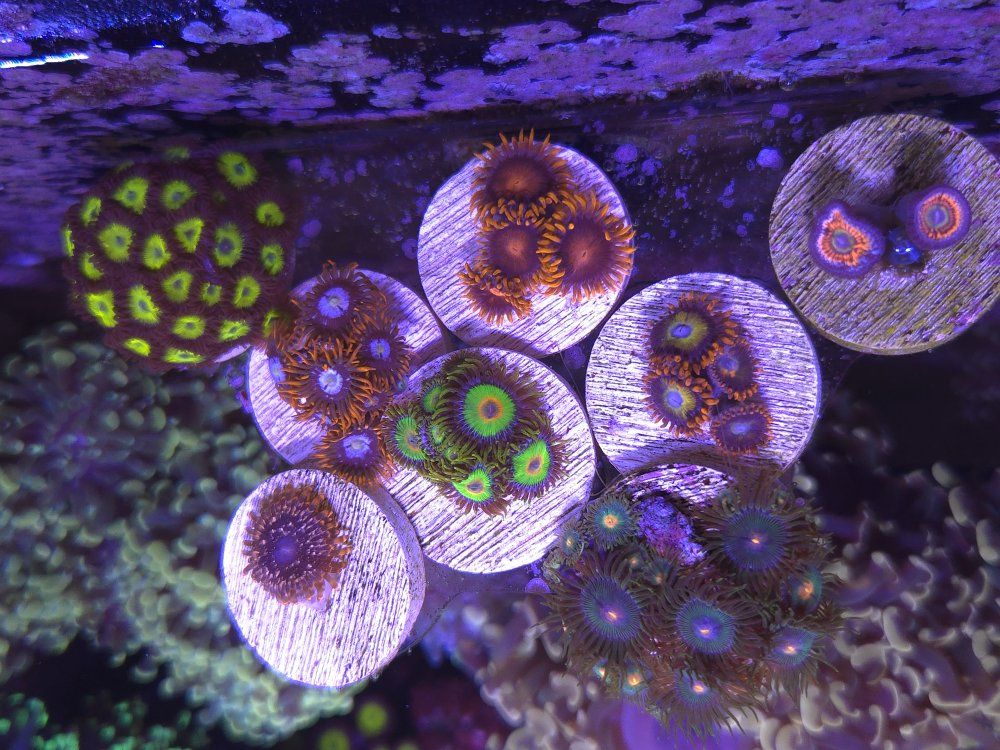 Zoa's