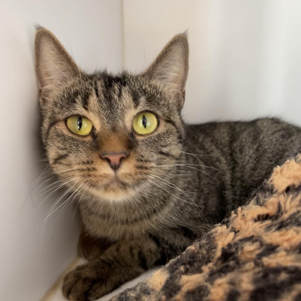 Hello my name is Kitty