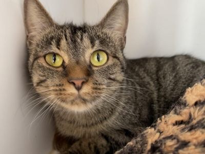 Hello my name is Kitty