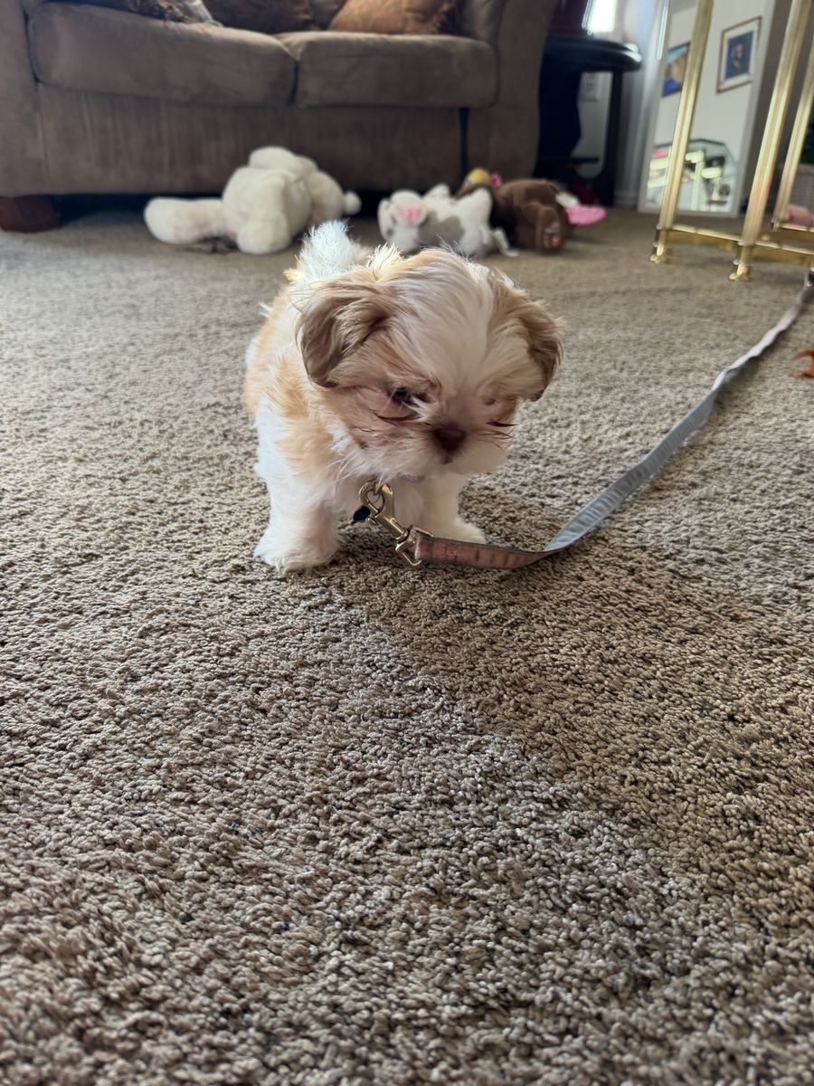 Shih Tzu Puppy - White and Tan