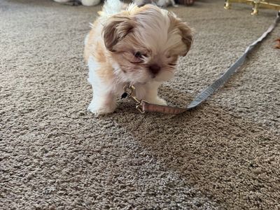 Shih Tzu Puppy - White and Tan