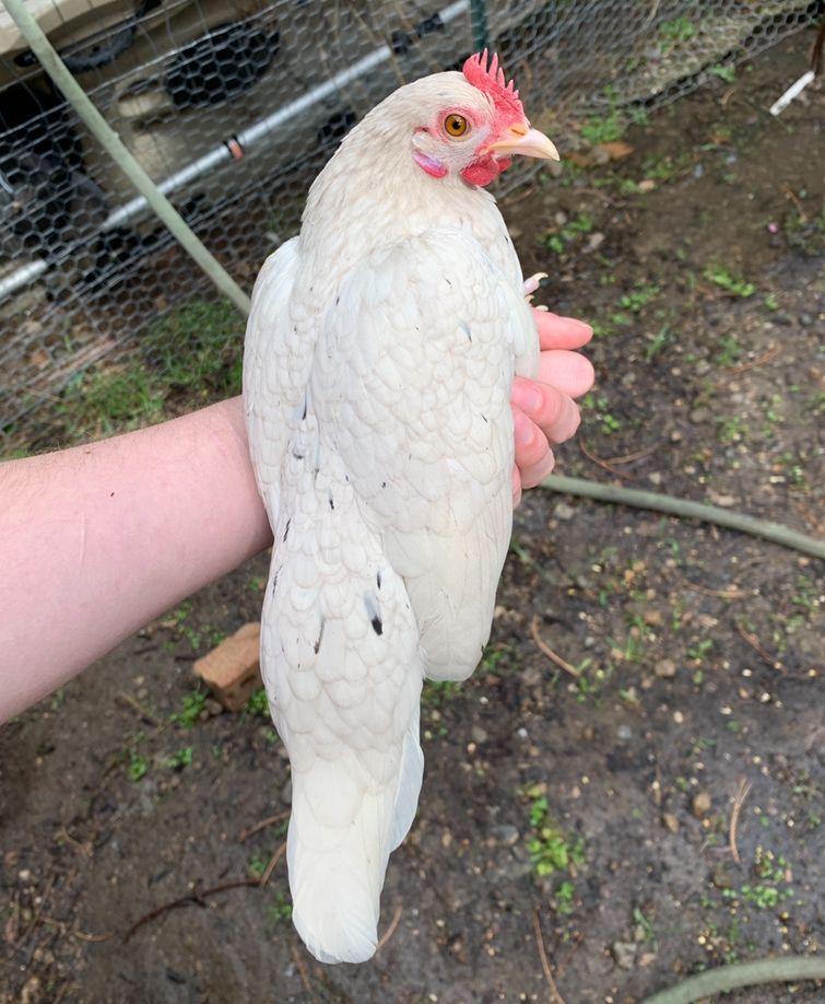 Mottled Kikiriki Laying Hen--Coop Ready Bantam Pullet