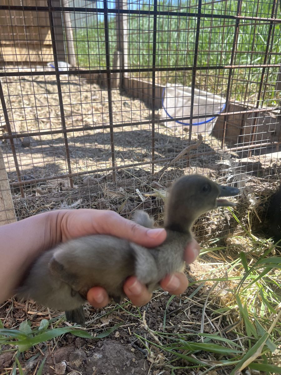 Baby ducks