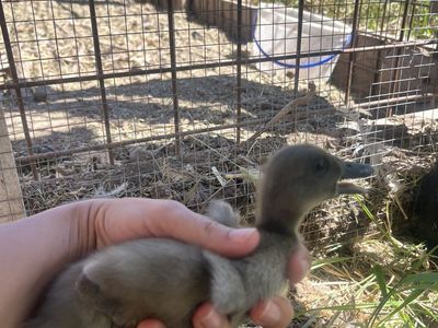 Baby ducks