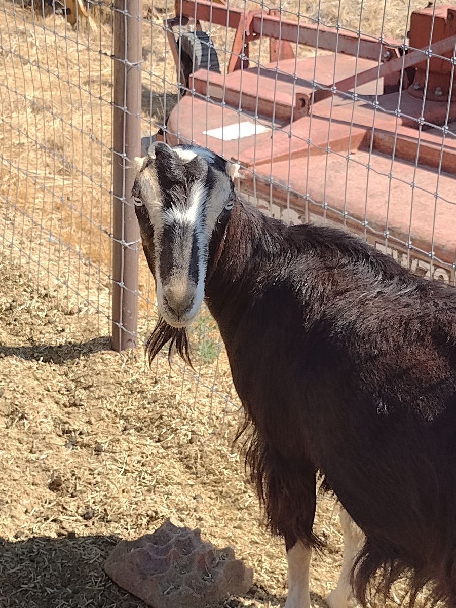 Mini-Lamancha Doe in milk $300