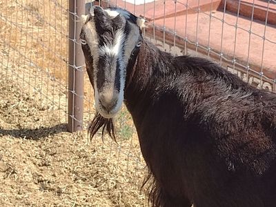 Mini-Lamancha Doe in milk $300