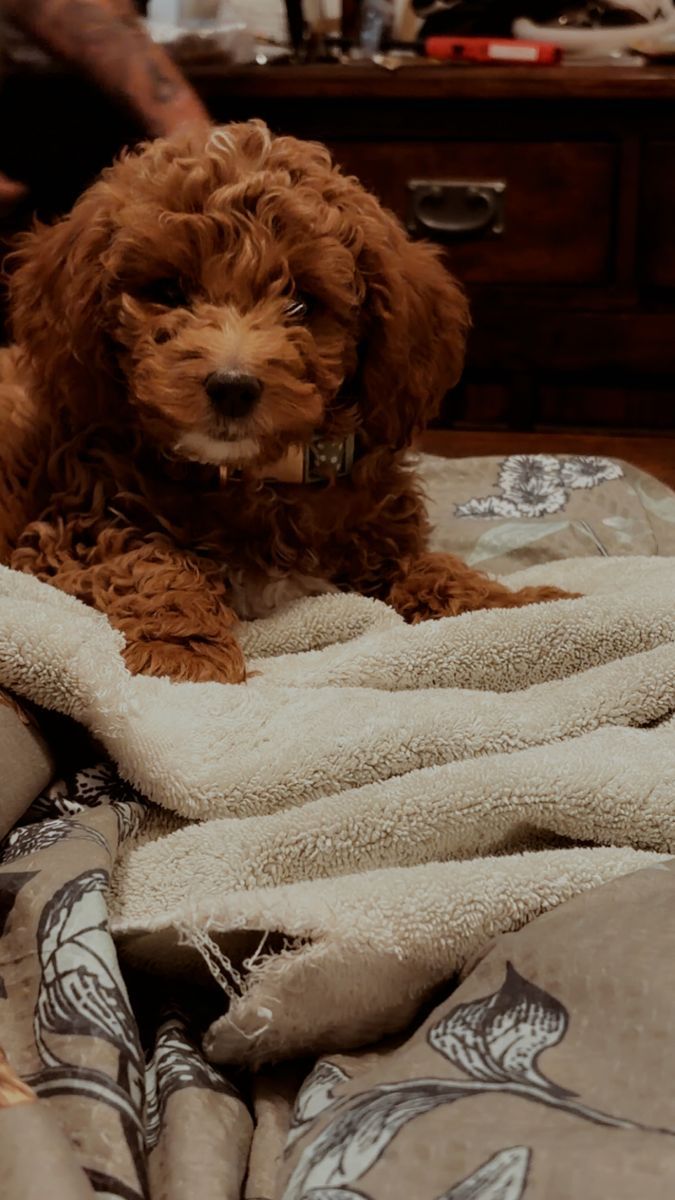 Female Mini Golden Doodle Puppy