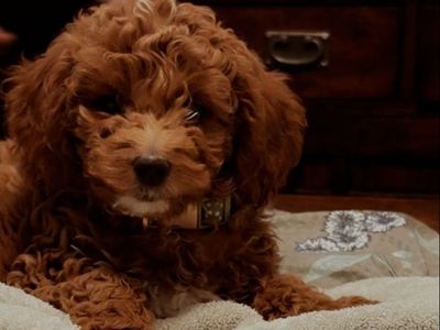 Female Mini Golden Doodle Puppy