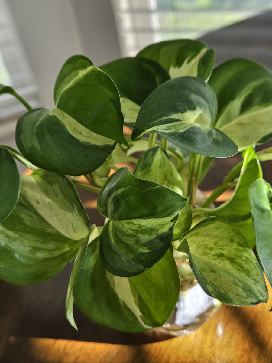 Manjula Pothos