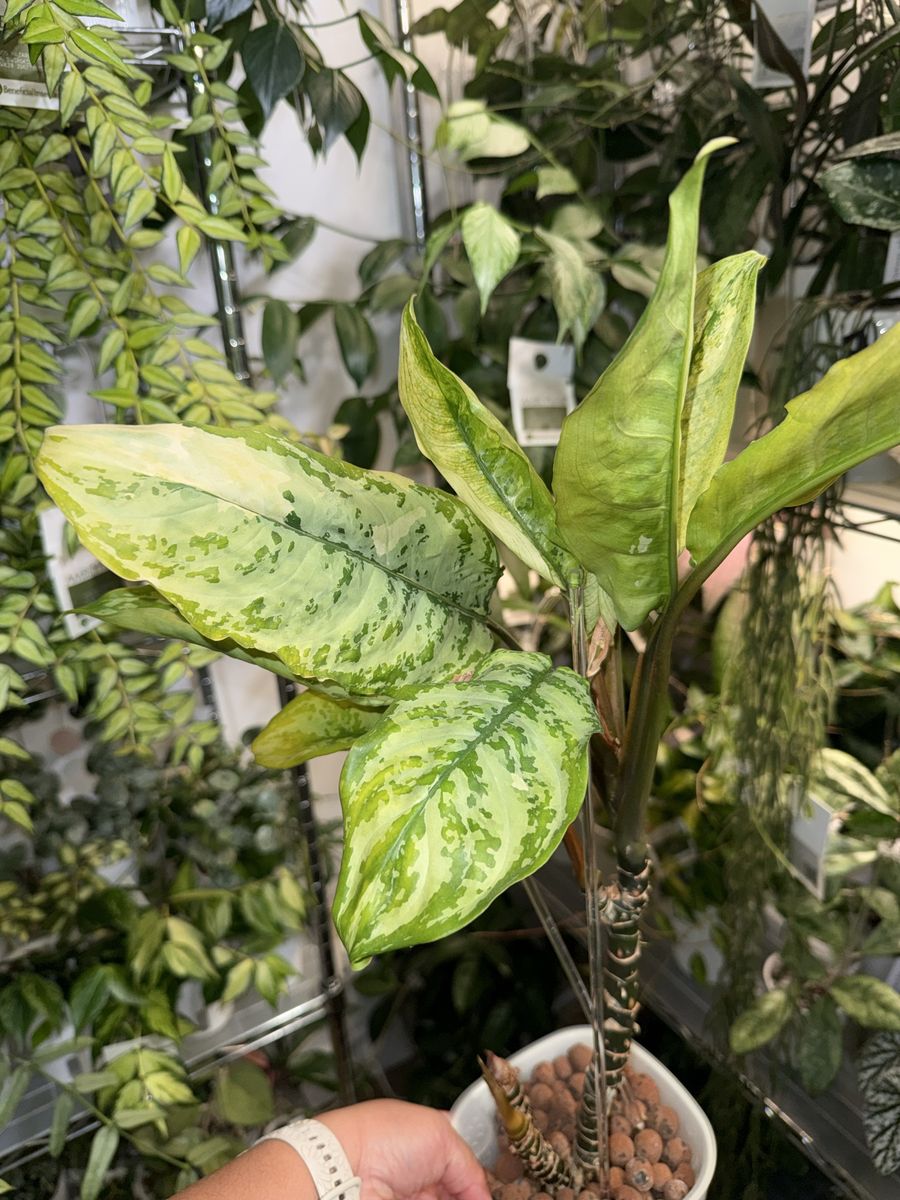 Aglaonema Manila’s Pride - Plant