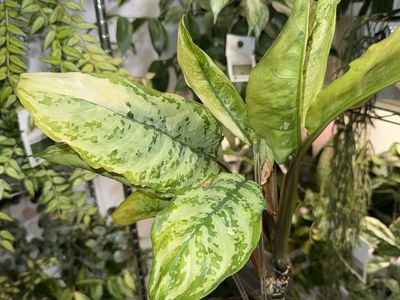 Aglaonema Manila’s Pride - Plant