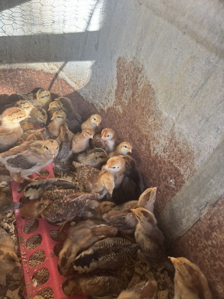 Welbar And Easter Egger Pullet Chicks