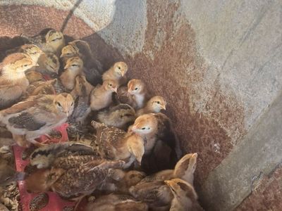 Welbar And Easter Egger Pullet Chicks