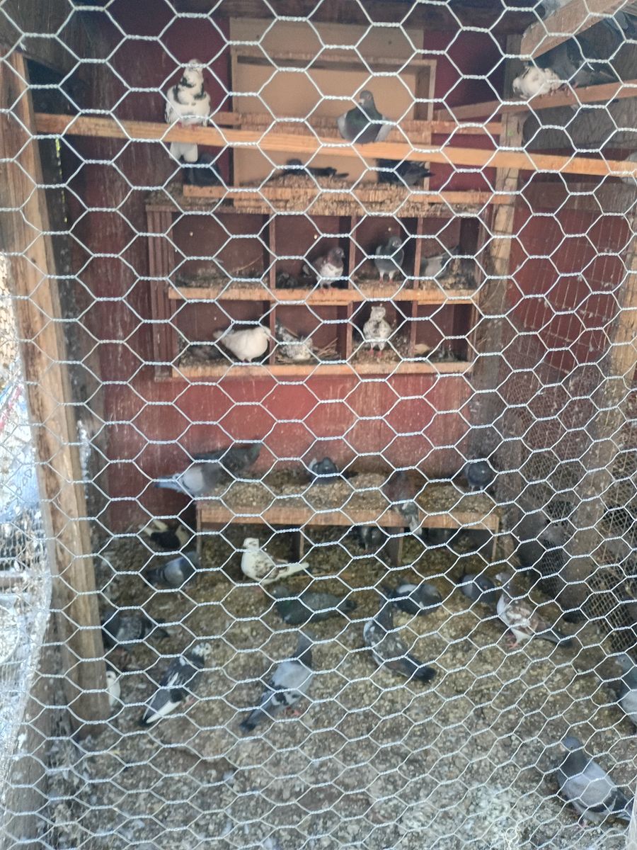Training pigeons $5 each