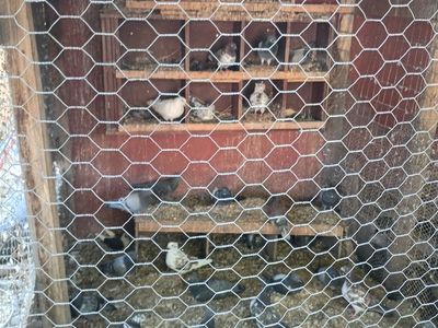 Training pigeons $5 each